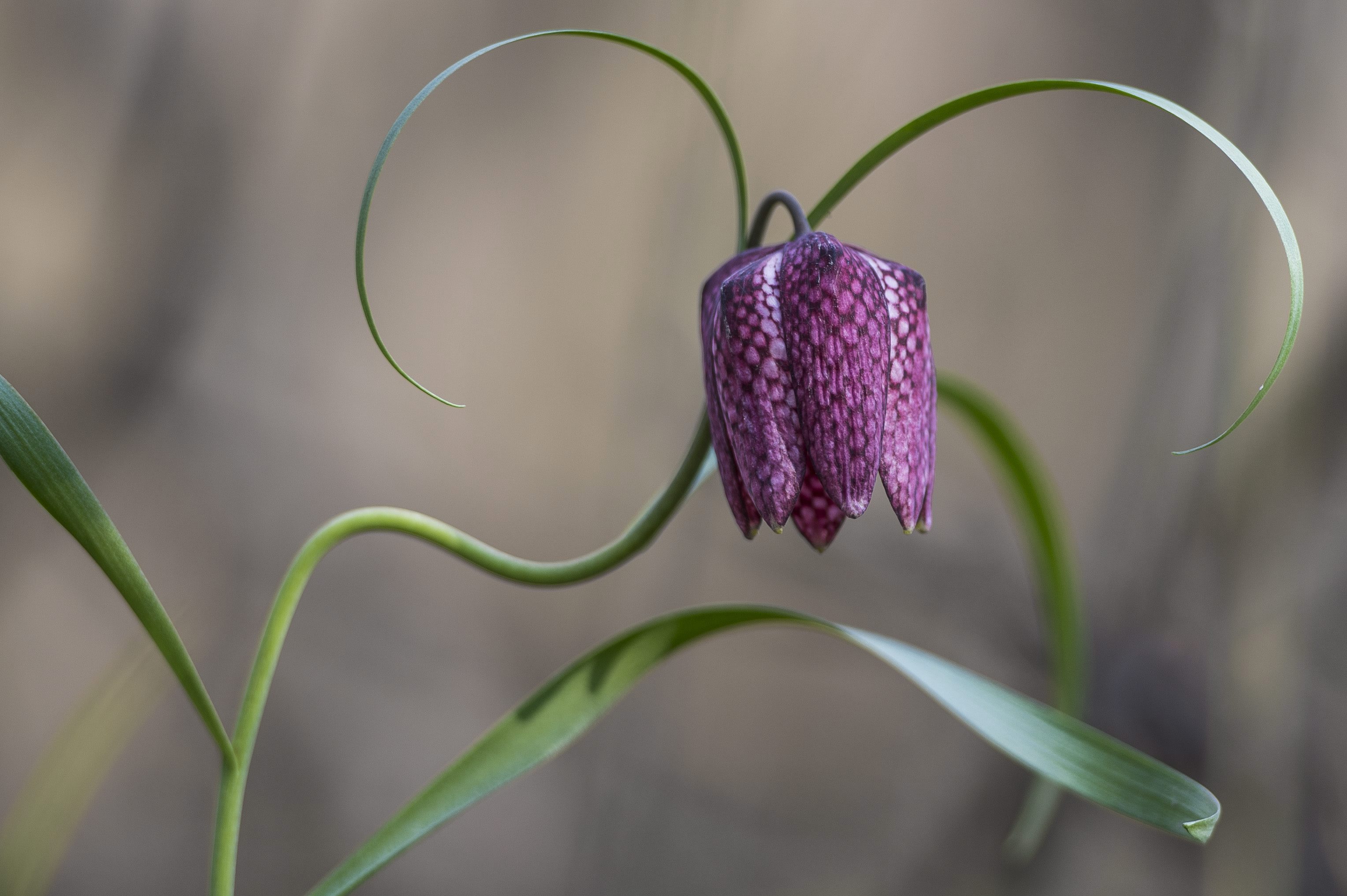 Gondoltad volna, hogy ez a virág Magyarországon él?