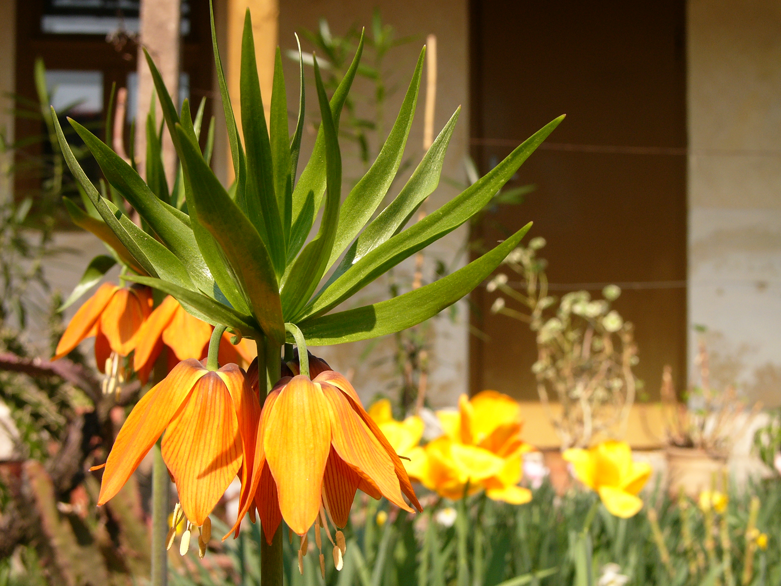 Illustration for article titled Gondoltad volna, hogy ez a virág Magyarországon él?