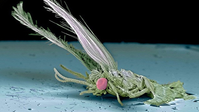 Hat százalékot ront a fogyasztáson a bogaras repülőgépszárny