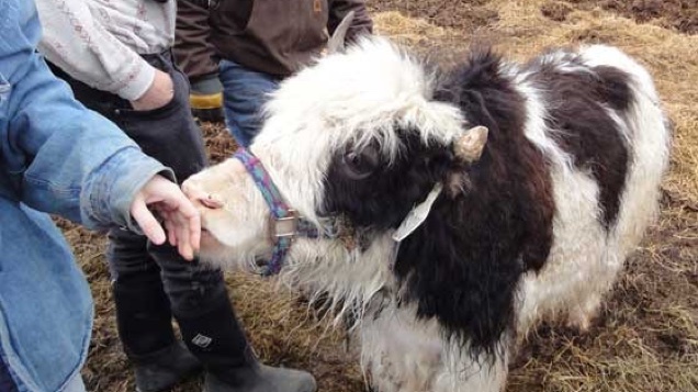 Ki a forduló rendes kislánya? Ilonka!