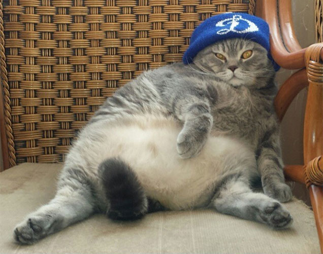 Az orosz Garfield tudja, hogy az életnek nincs semmi értelme