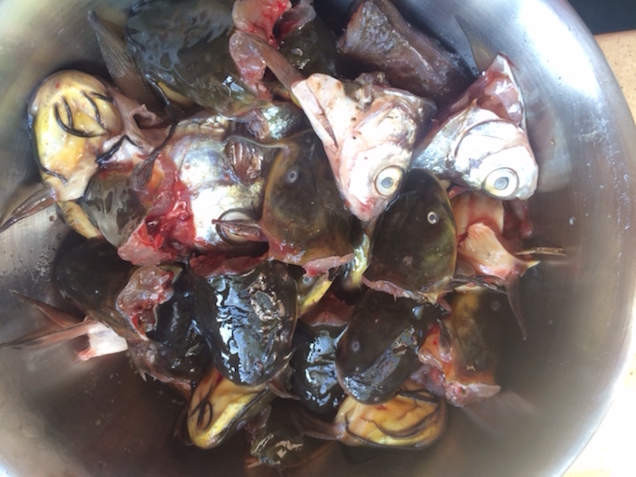 Illustration for article titled Főztem törpeharcsát buzizós módra, és nem bántam meg