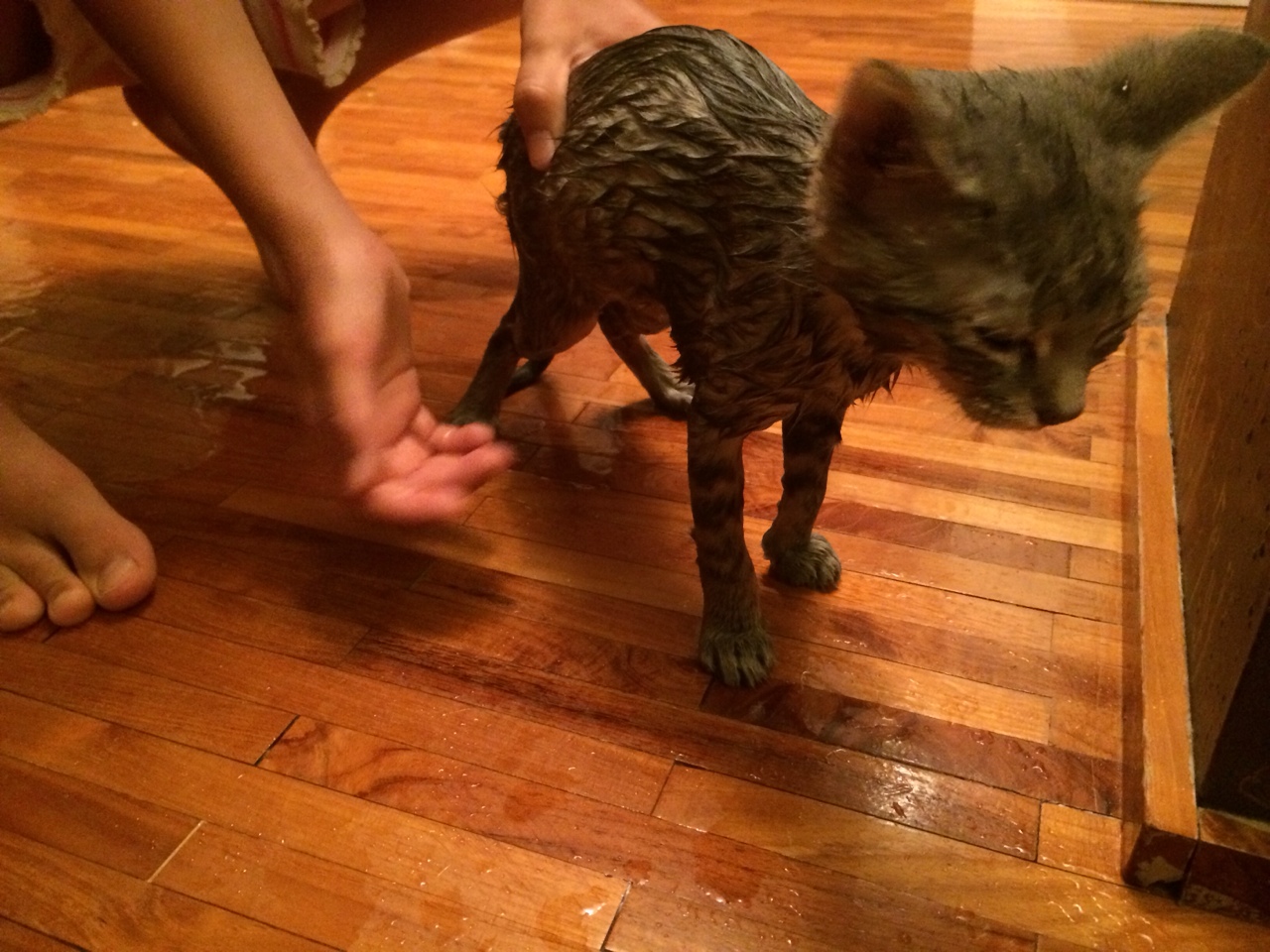 Illustration for article titled Elképesztő kinézetű macska tűnt el a Belvárosban