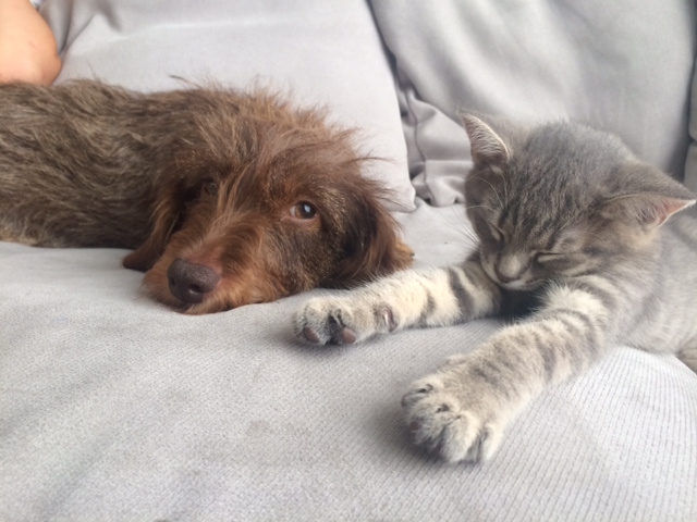 Illustration for article titled Elképesztő kinézetű macska tűnt el a Belvárosban