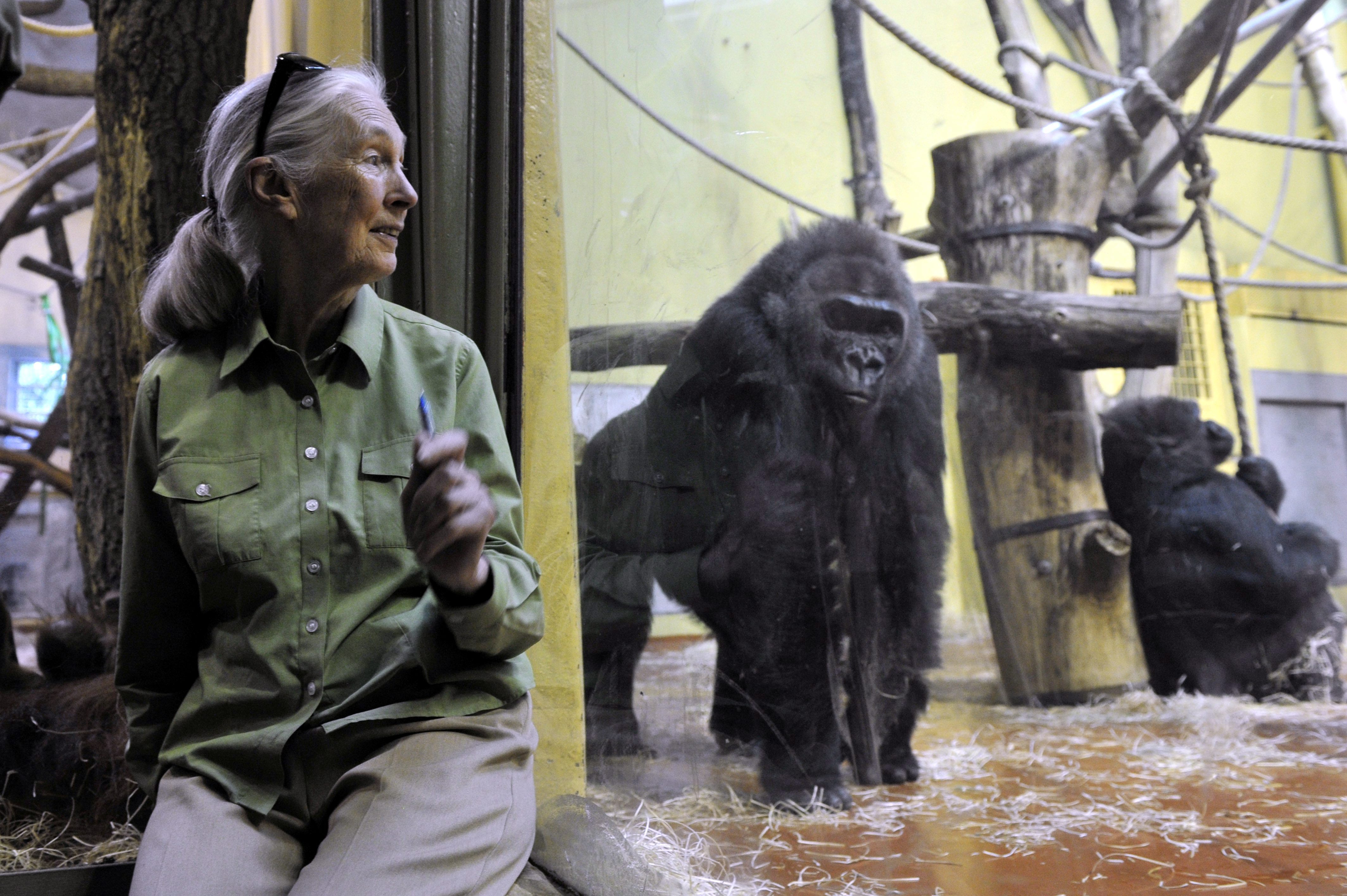 Jézusom! Ezt élte túl Jane Goodall az állatkertben