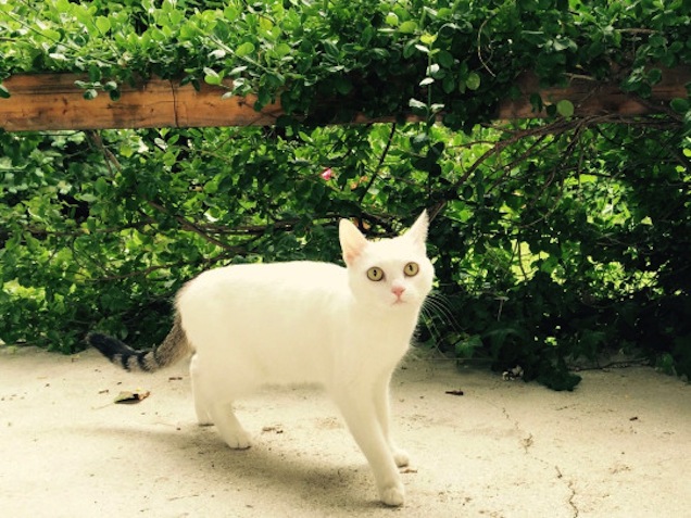 Illustration for article titled Fantasztikus kalandok után lett meg a Belvárosból eltűnt csodamacska