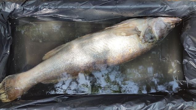 Illustration for article titled Beépülés: így forgattam reklámot a világ legmenőbb autóversenyzőjével