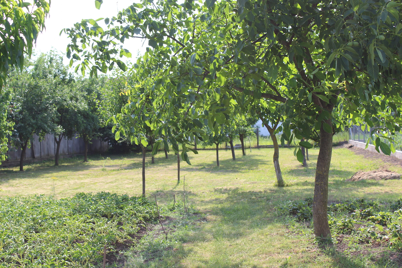 Illustration for article titled Apám kertje