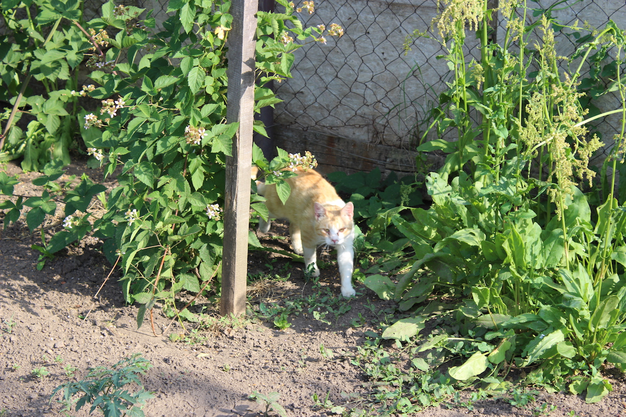 Illustration for article titled Apám kertje