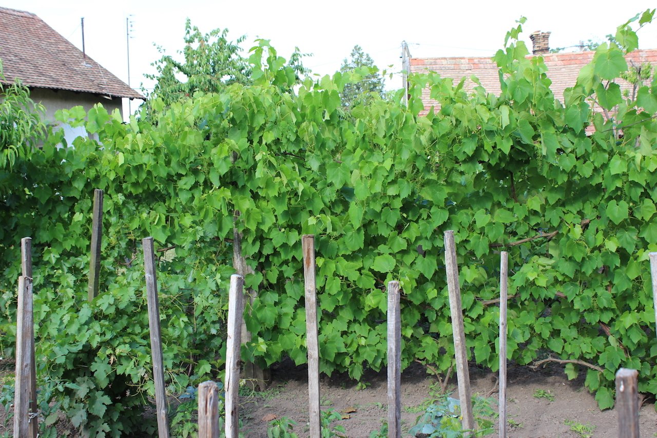 Illustration for article titled Apám kertje