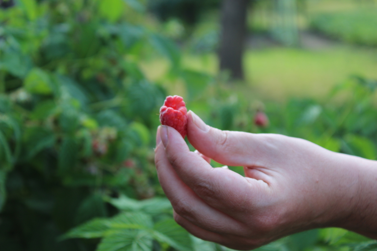 Illustration for article titled Apám kertje