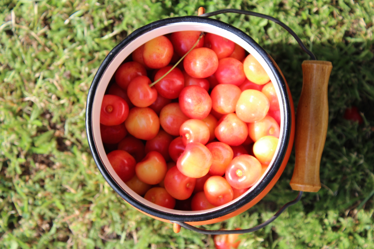 Illustration for article titled Apám kertje