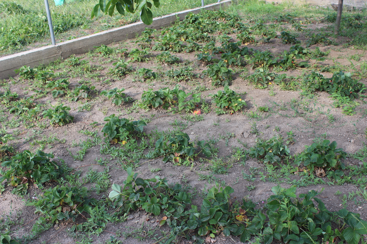 Illustration for article titled Apám kertje