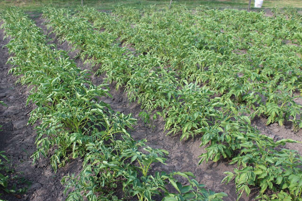 Illustration for article titled Apám kertje