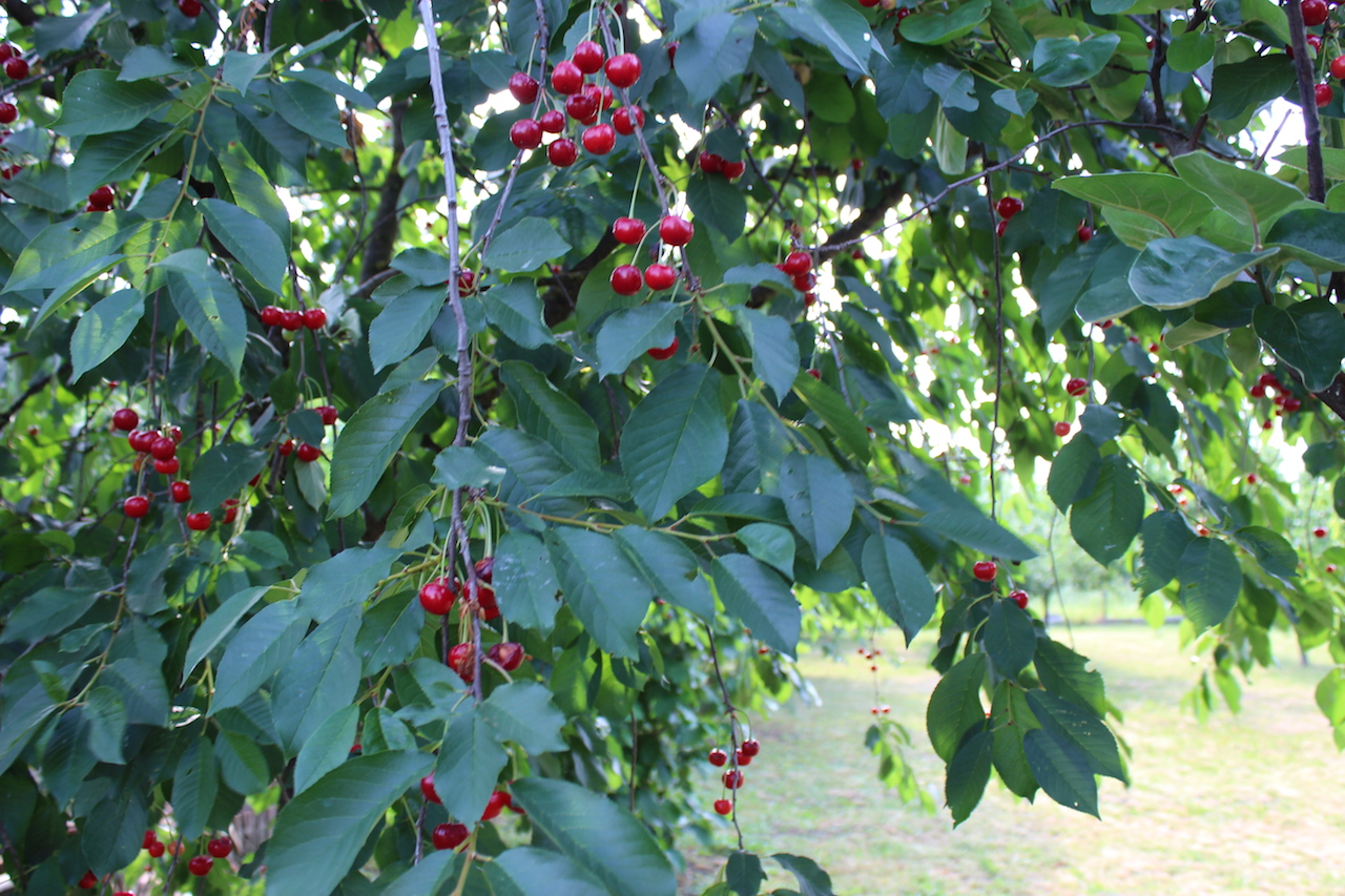 Illustration for article titled Apám kertje