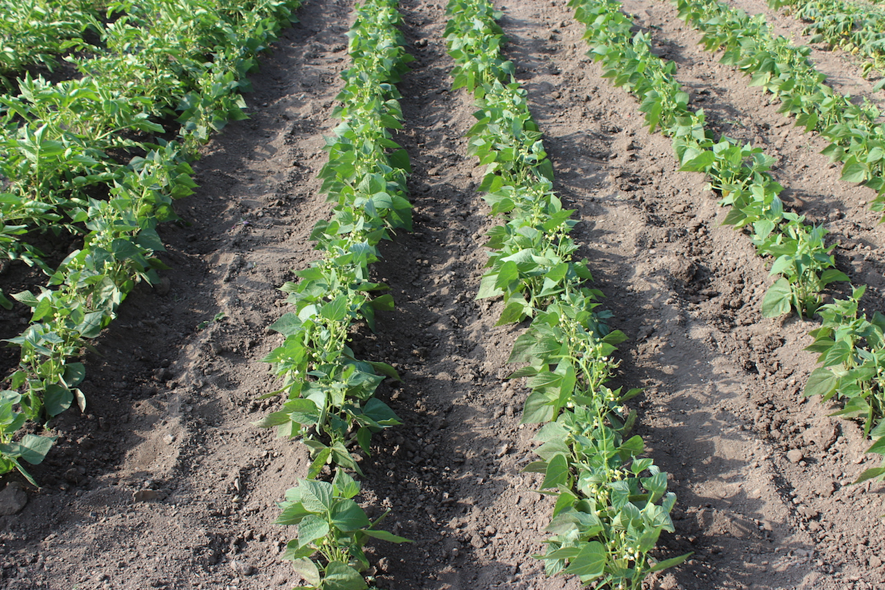 Illustration for article titled Apám kertje