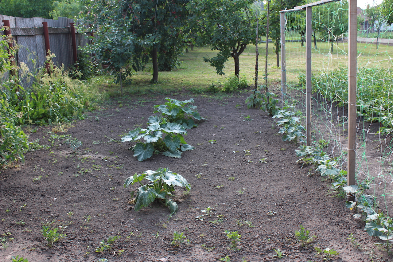 Illustration for article titled Apám kertje