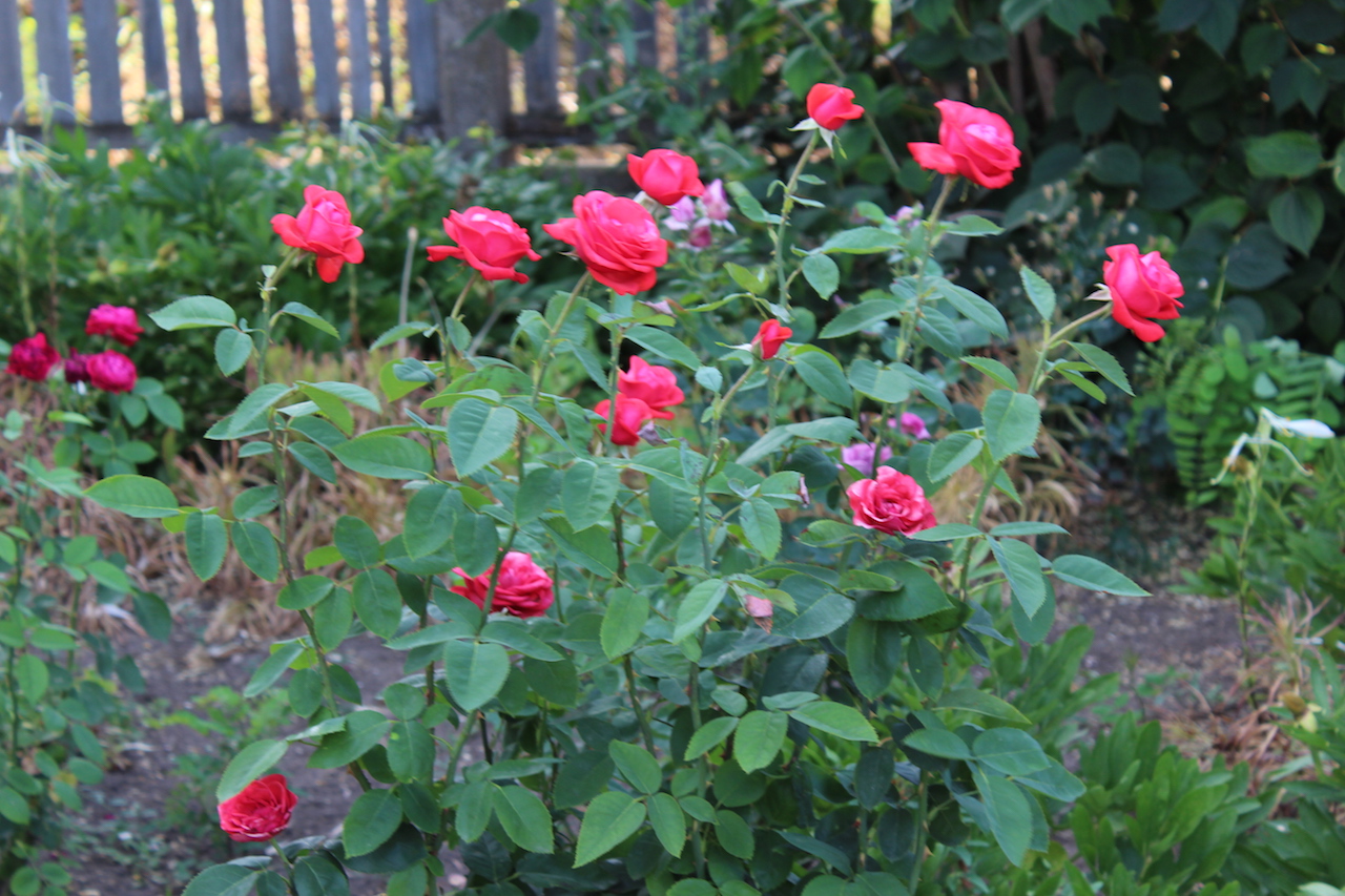 Illustration for article titled Apám kertje