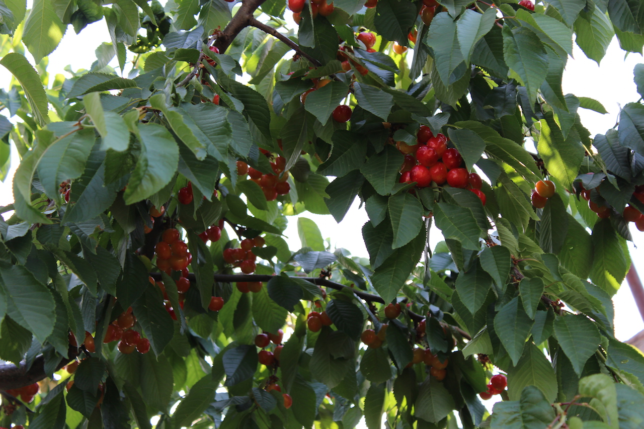 Illustration for article titled Apám kertje