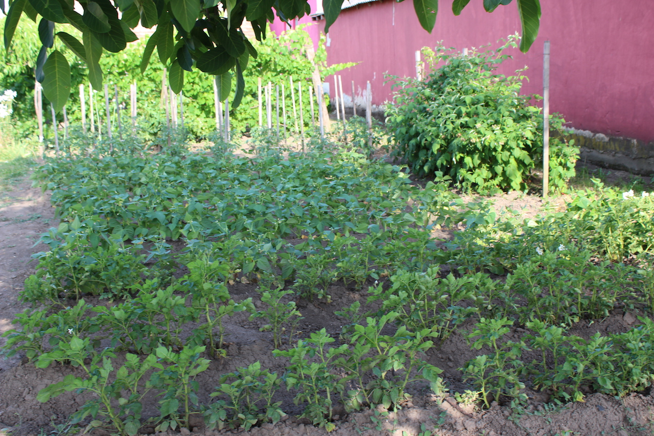 Illustration for article titled Apám kertje