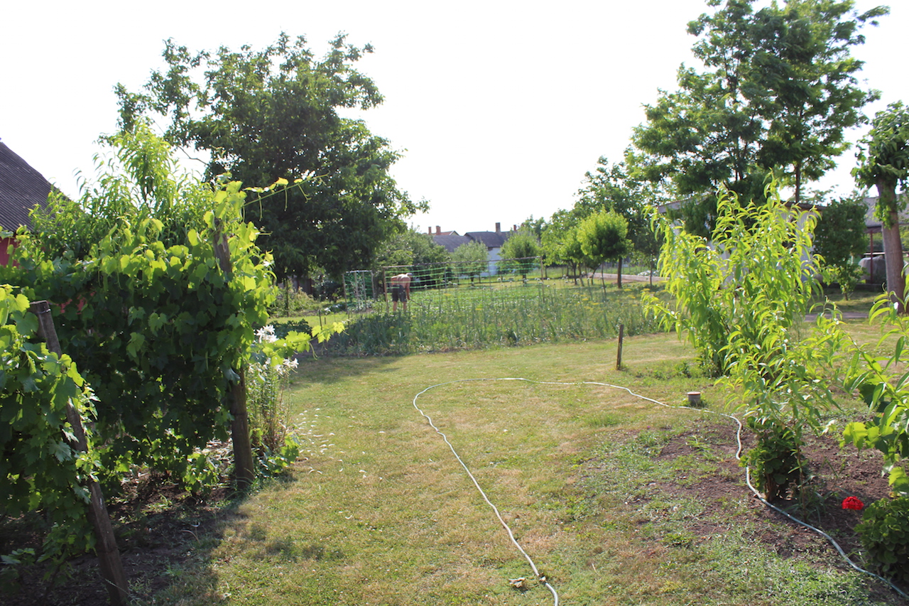 Illustration for article titled Apám kertje