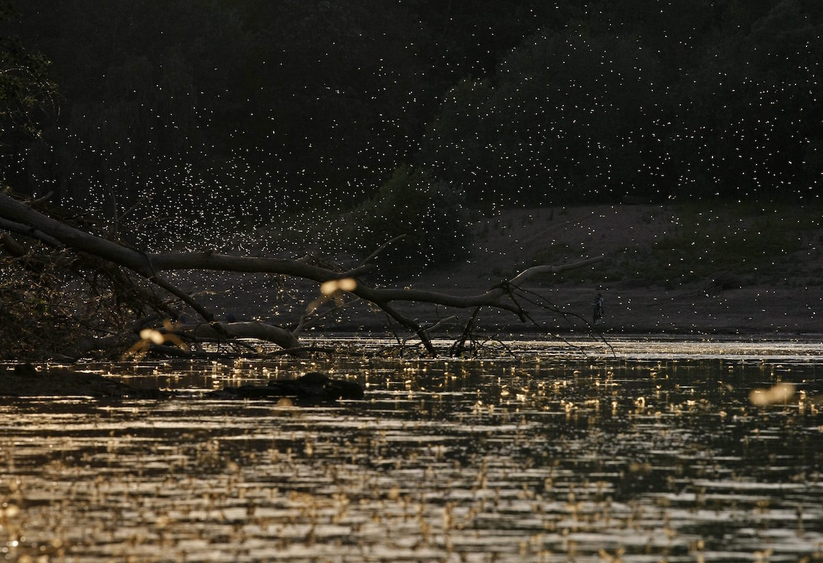 Kérészéletű kérészek a Tiszán