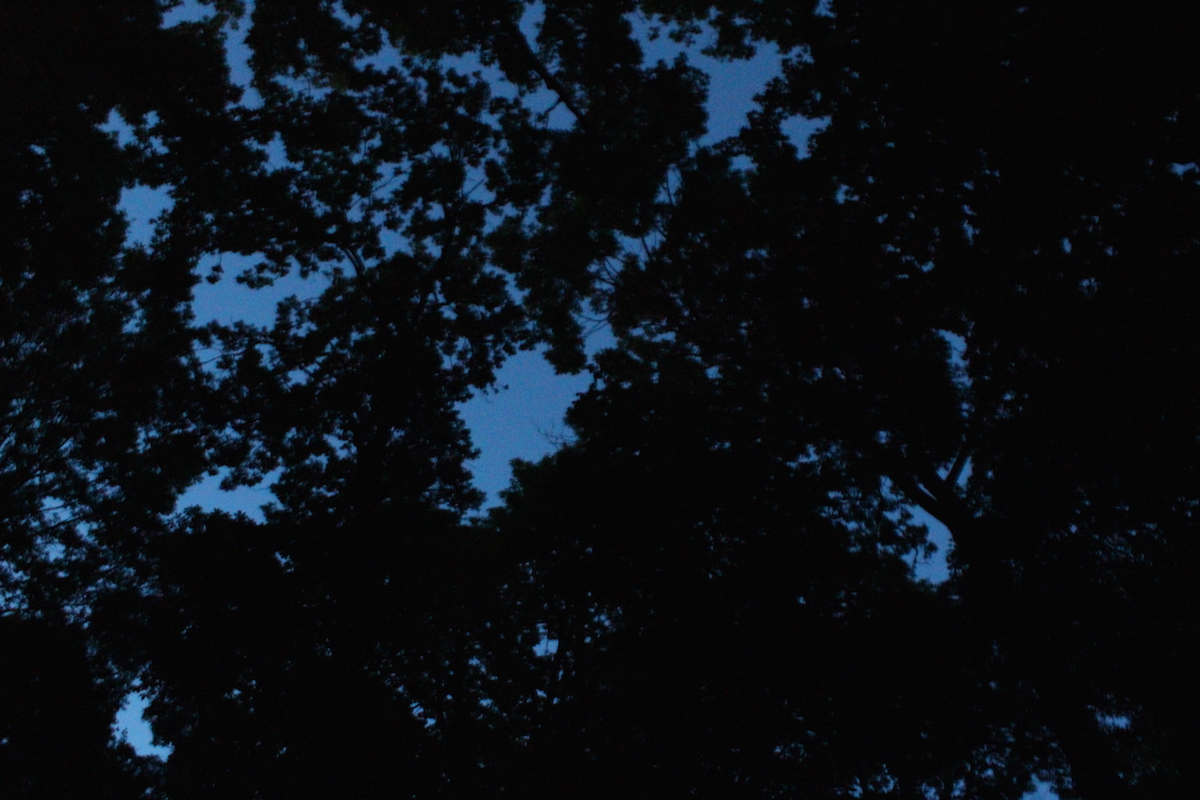 Illustration for article titled Ha én szentjánosbogár lennék, fejvesztve menekülnék még a környékről is