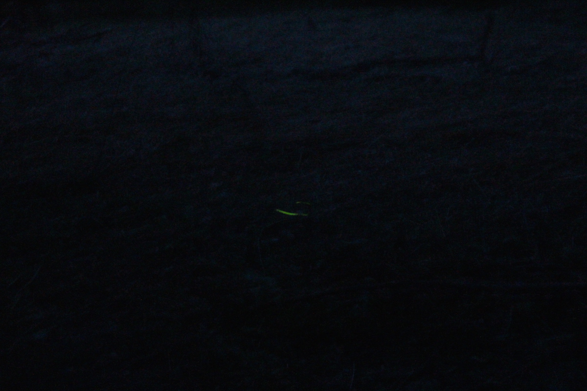 Ha én szentjánosbogár lennék, fejvesztve menekülnék még a környékről is