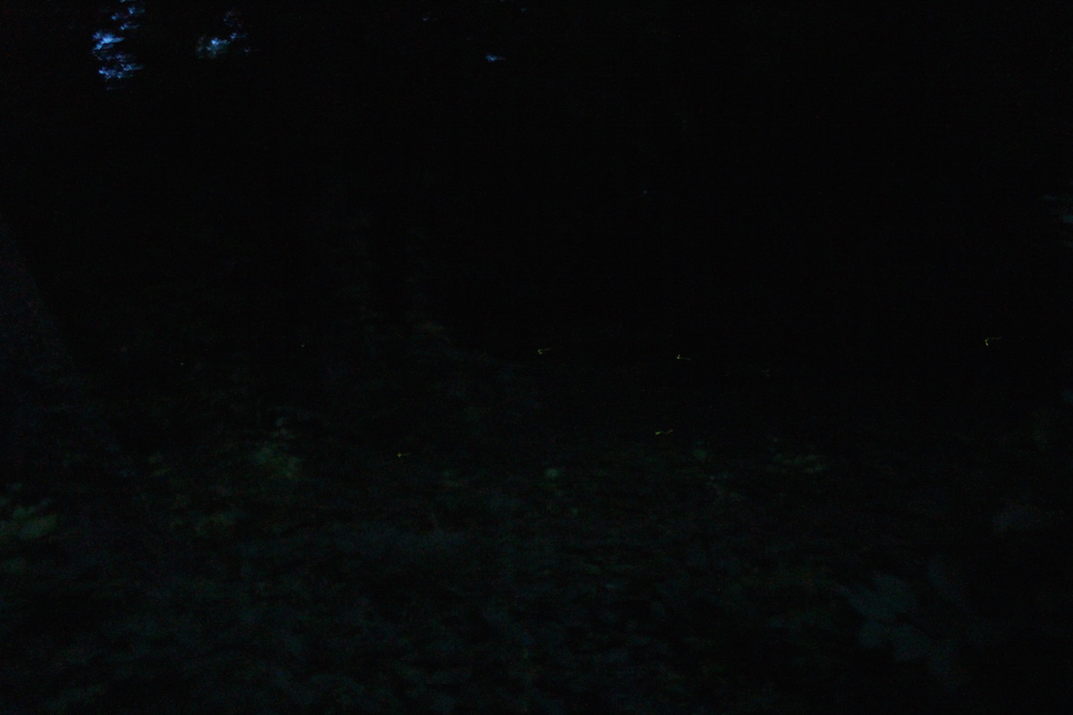 Illustration for article titled Ha én szentjánosbogár lennék, fejvesztve menekülnék még a környékről is