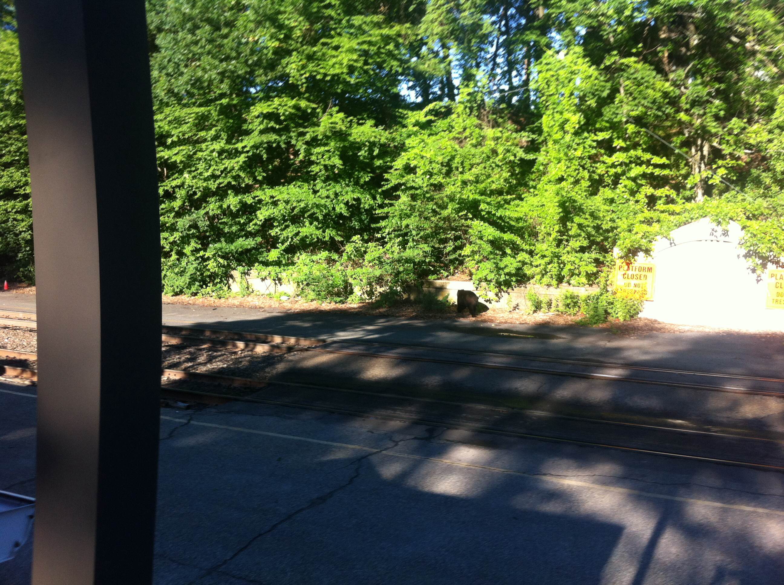 Illustration for article titled Világcsúcs kifogás: kollégám arra hivatkozott, medve áll a megállóban