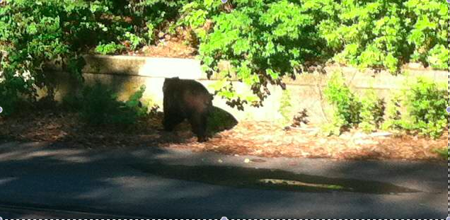 Illustration for article titled Világcsúcs kifogás: kollégám arra hivatkozott, medve áll a megállóban