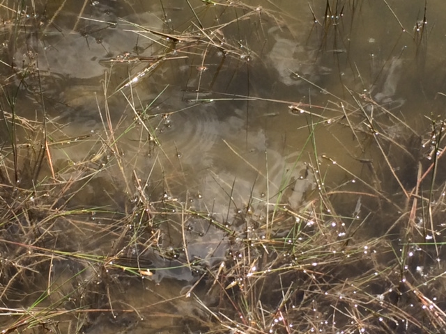 Illustration for article titled Ez a magyar Toszkána, nem a túlhájpolt Káli Sznobmedence