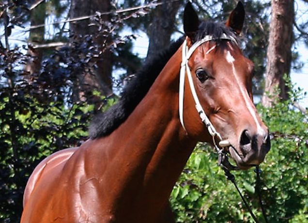 Elpusztult a magyar csodaló
