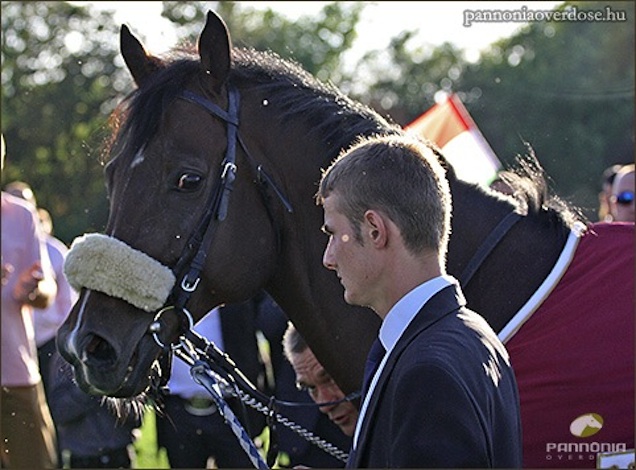 Nekrológ a világ legdrogosabb nevű csodalovához