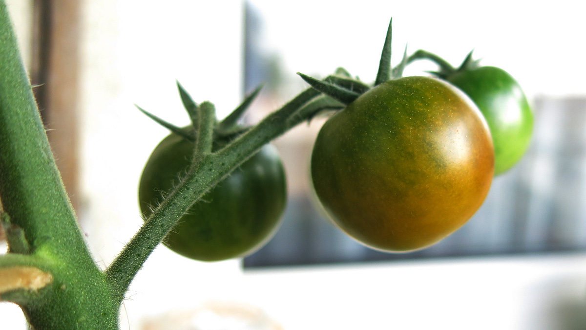 Mit nekem hőguta! Érik a paradicsom!