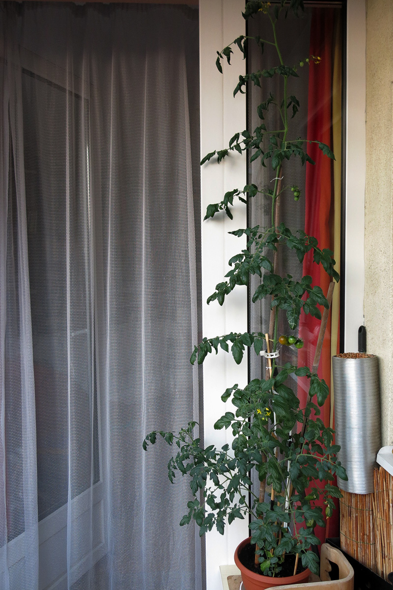 Illustration for article titled Mit nekem hőguta! Érik a paradicsom!