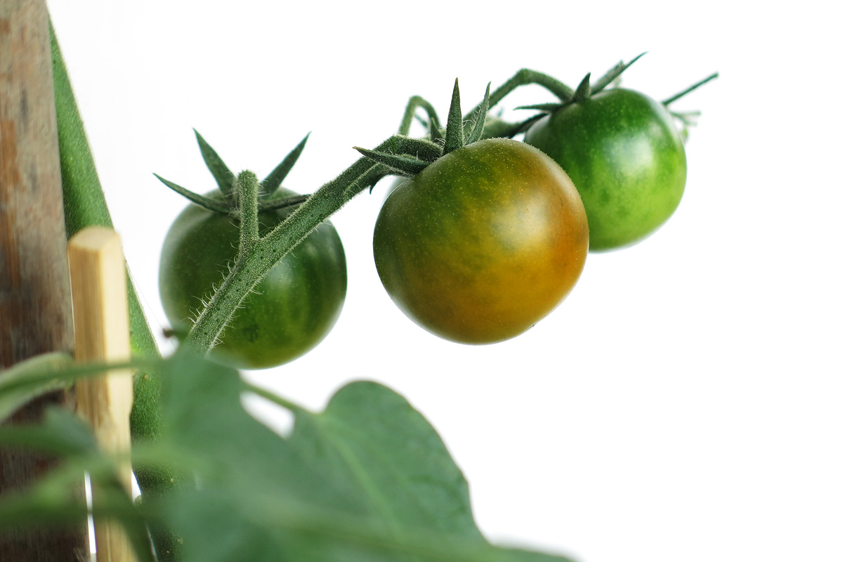 Illustration for article titled Mit nekem hőguta! Érik a paradicsom!