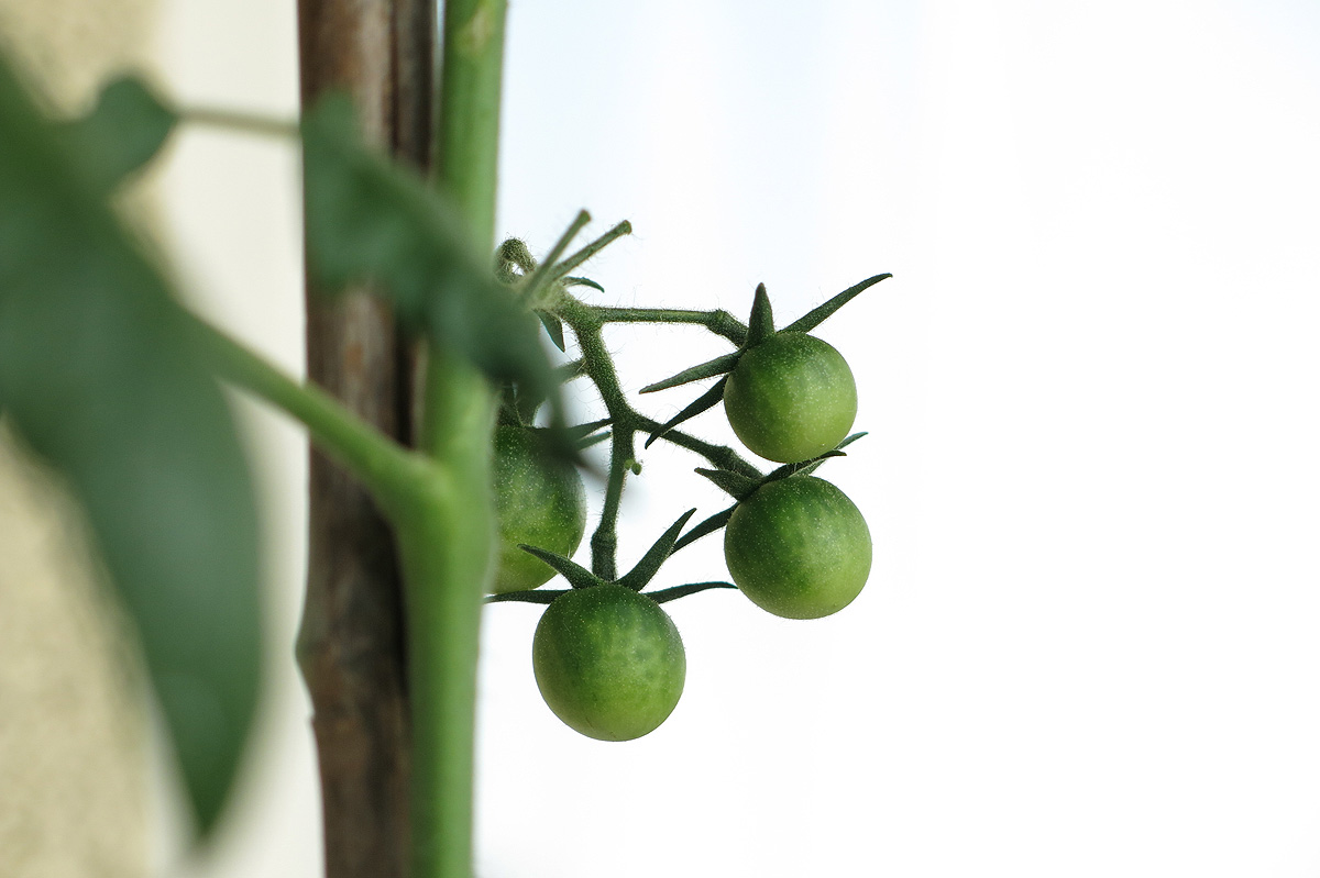 Illustration for article titled Mit nekem hőguta! Érik a paradicsom!