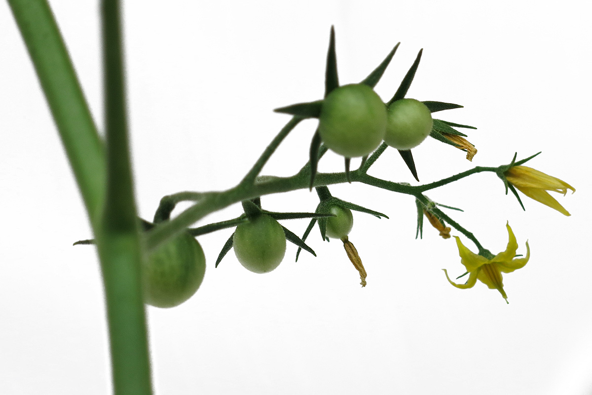 Illustration for article titled Mit nekem hőguta! Érik a paradicsom!