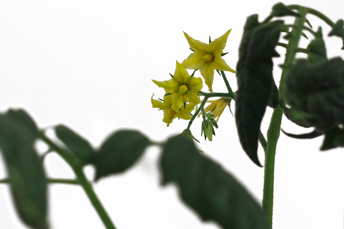 Illustration for article titled Mit nekem hőguta! Érik a paradicsom!