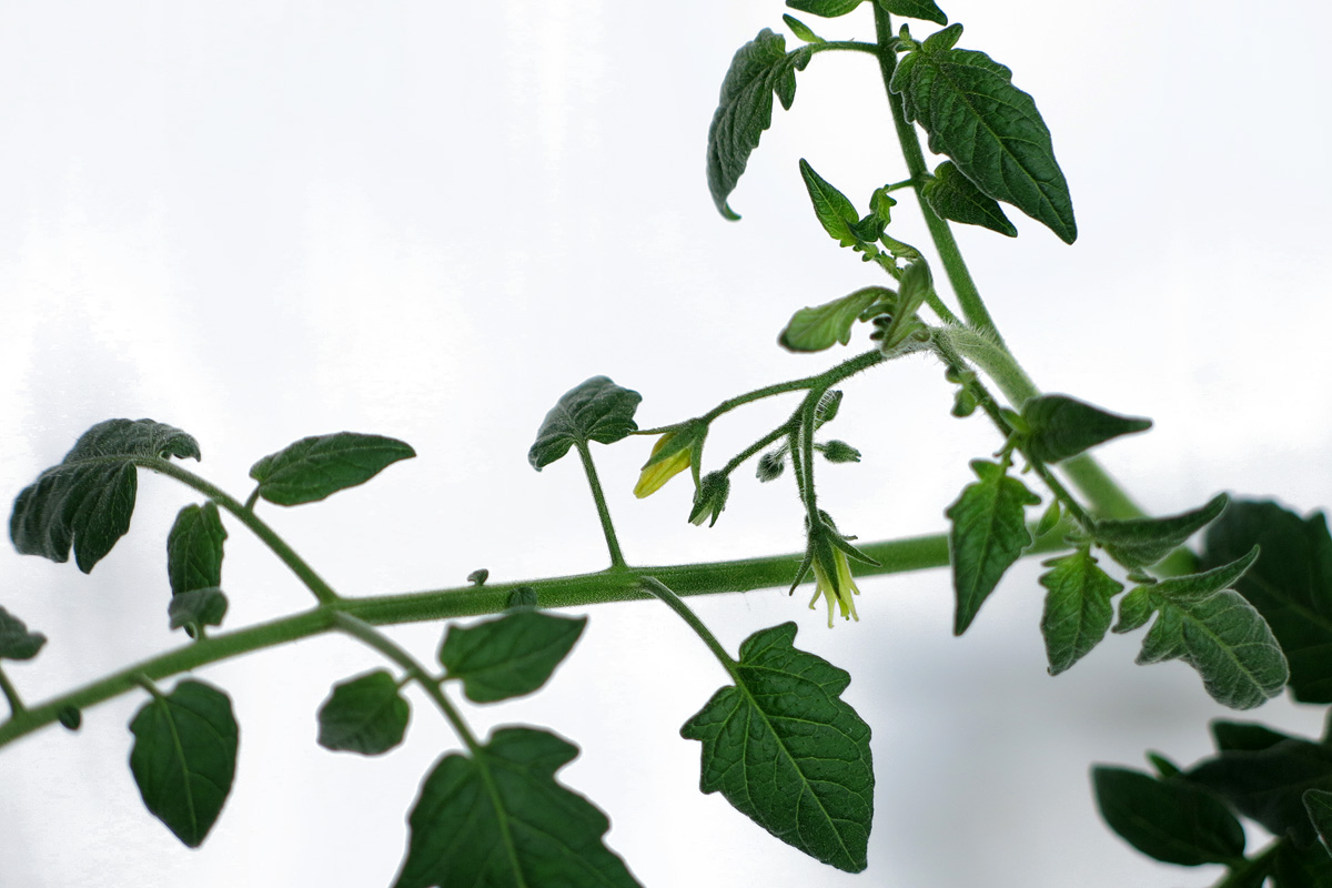 Illustration for article titled Mit nekem hőguta! Érik a paradicsom!