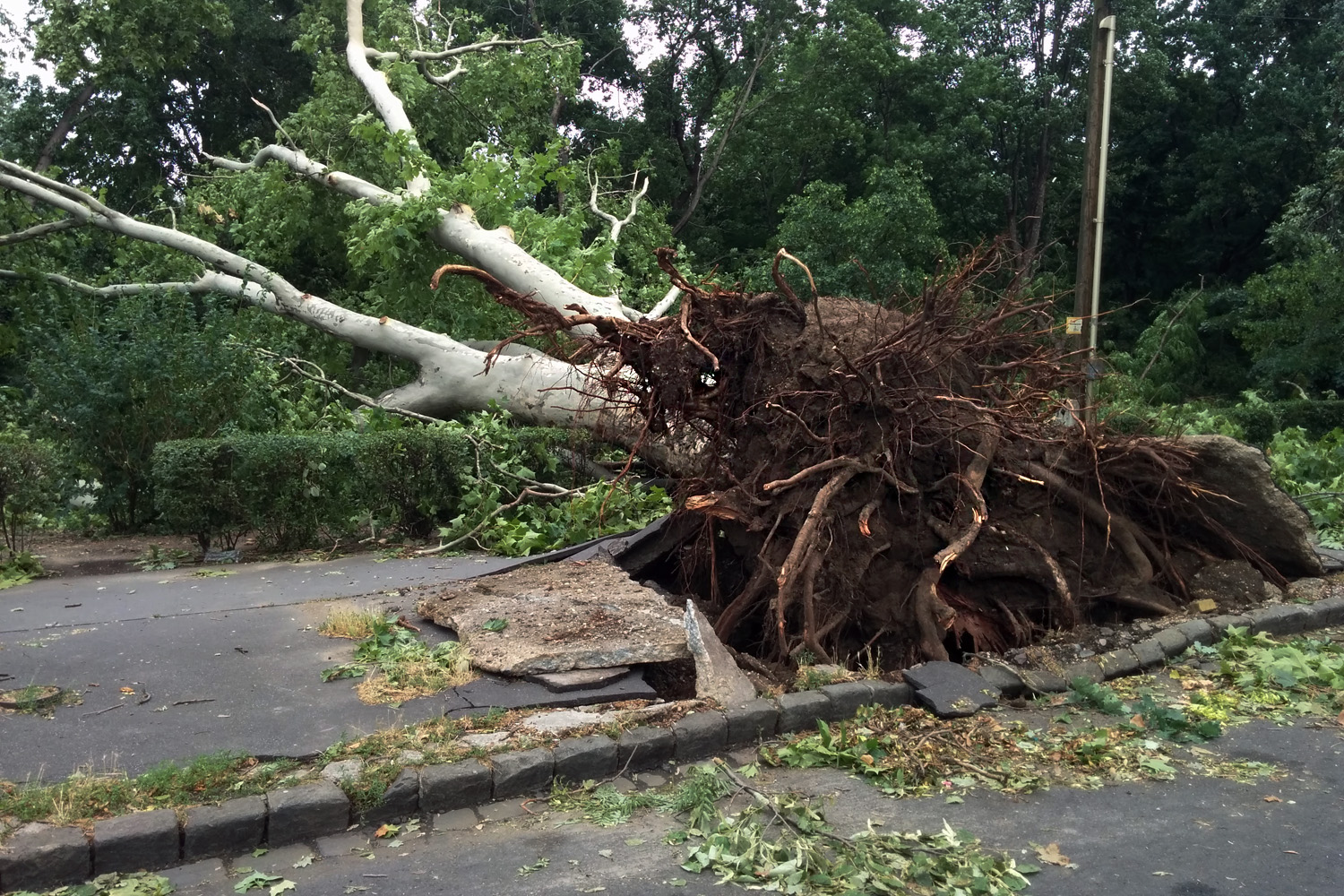Kicsinálta a Népligetet a szerdai vihar