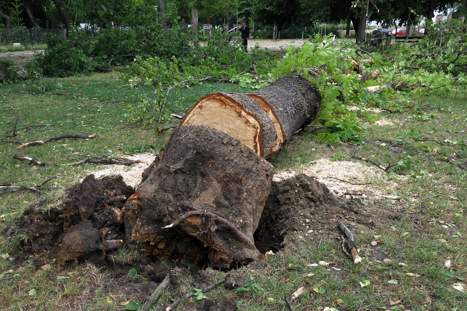 Illustration for article titled Kicsinálta a Népligetet a szerdai vihar