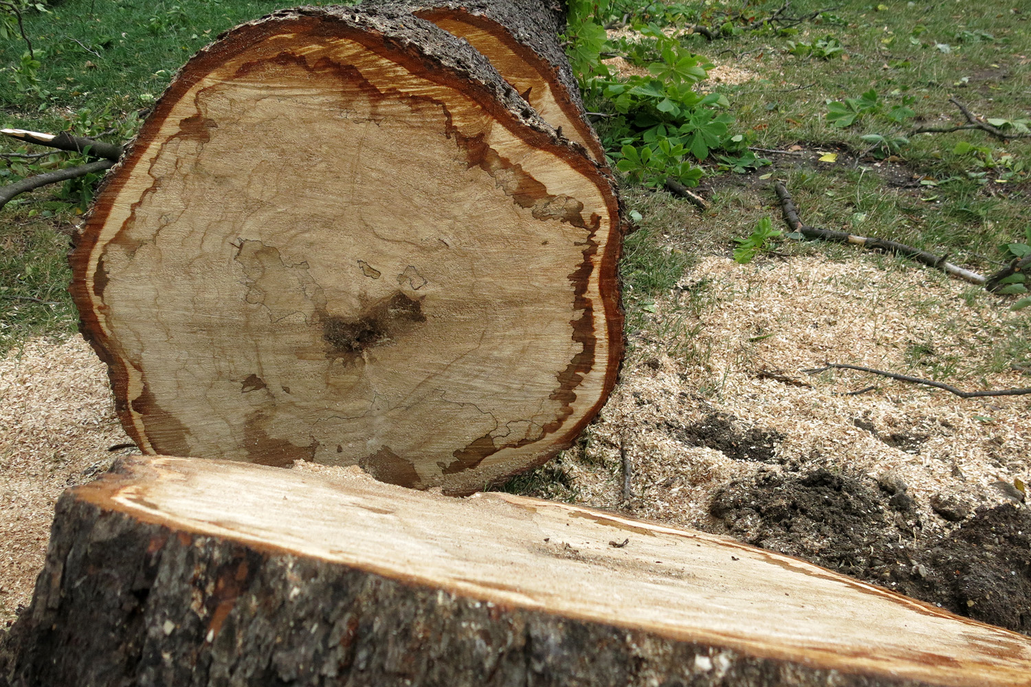 Illustration for article titled Kicsinálta a Népligetet a szerdai vihar