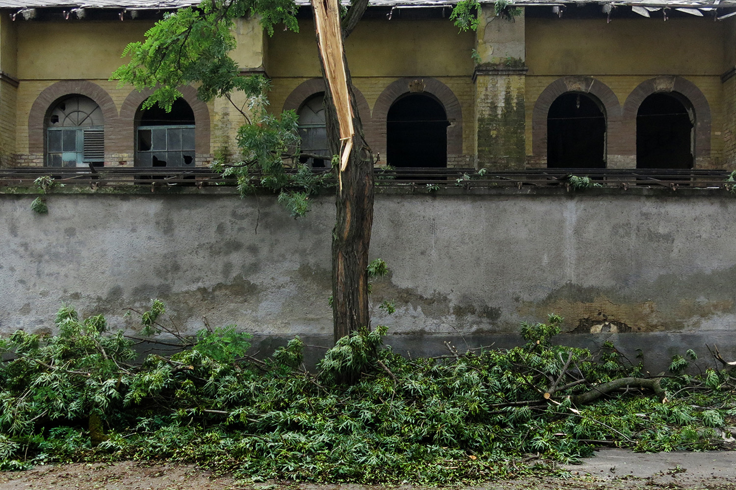 Illustration for article titled Kicsinálta a Népligetet a szerdai vihar