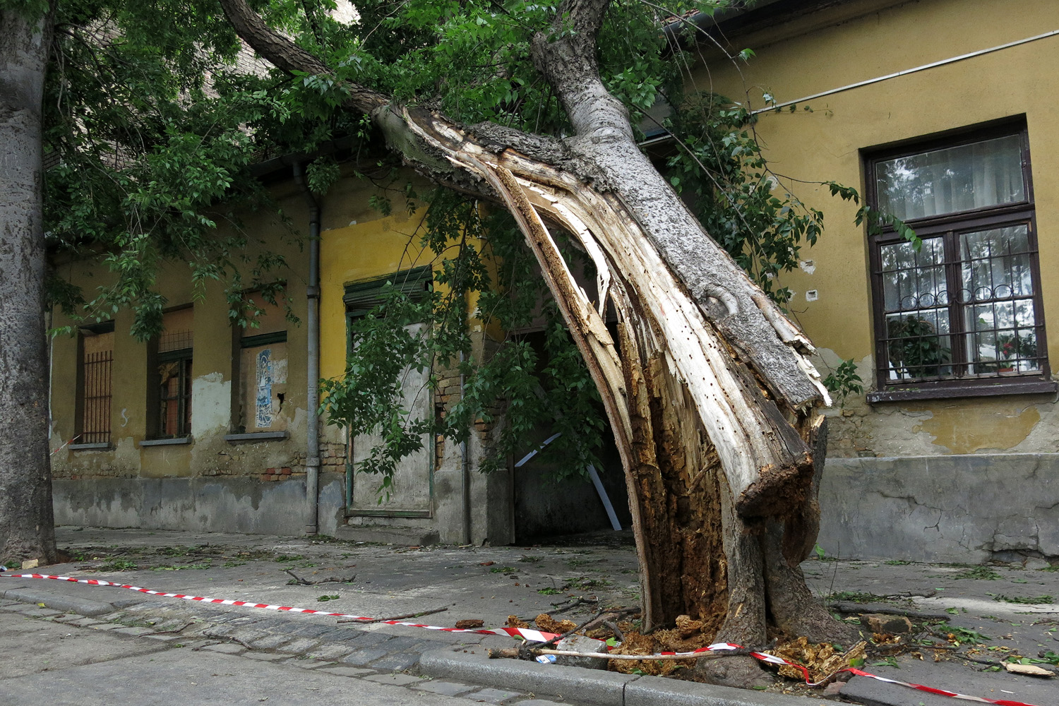 Illustration for article titled Kicsinálta a Népligetet a szerdai vihar