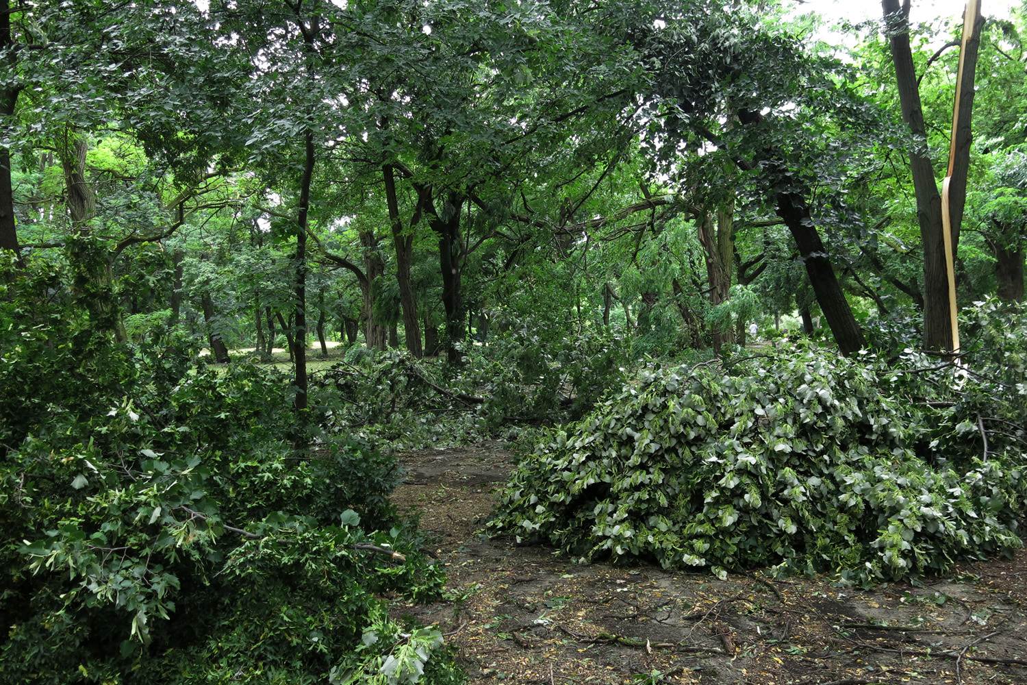 Illustration for article titled Kicsinálta a Népligetet a szerdai vihar