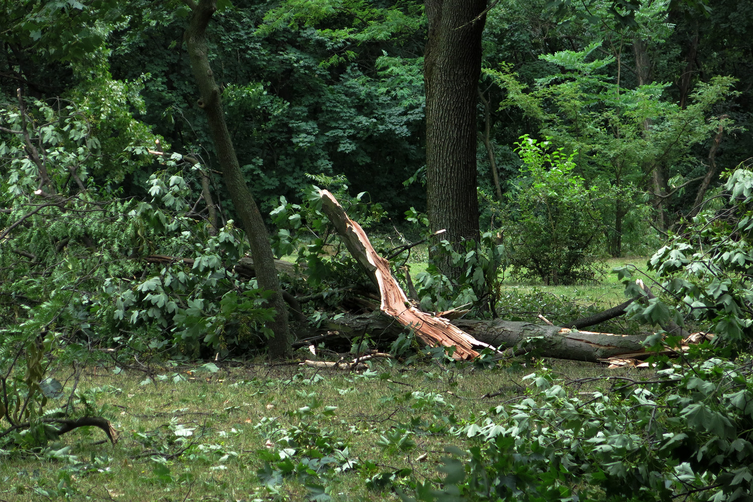 Illustration for article titled Kicsinálta a Népligetet a szerdai vihar