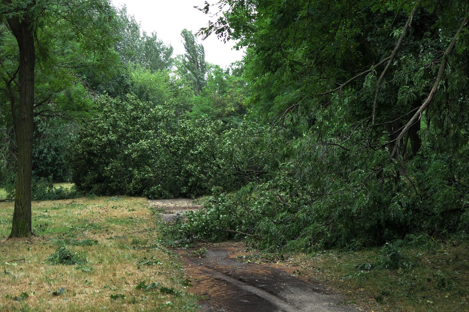 Illustration for article titled Kicsinálta a Népligetet a szerdai vihar