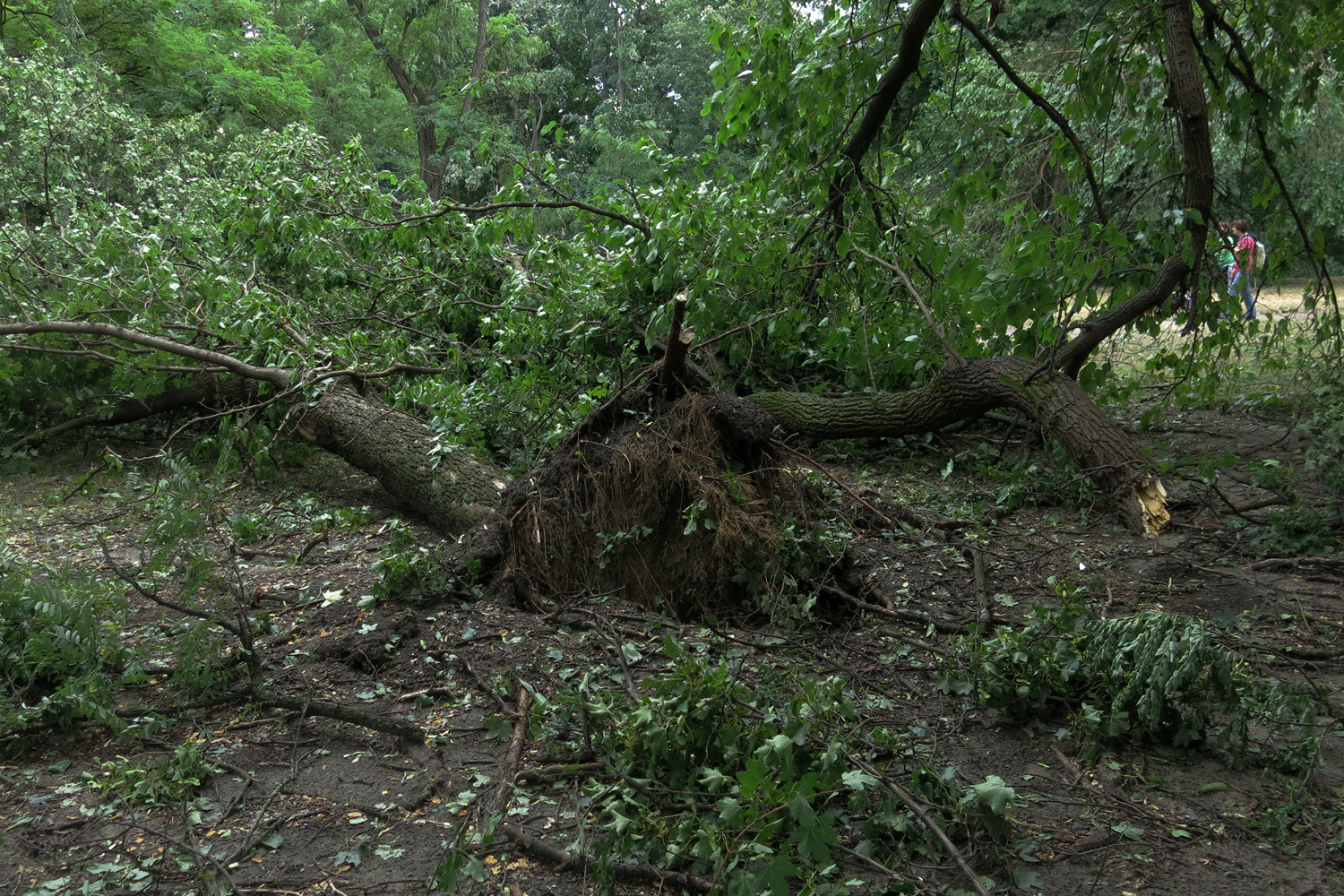 Illustration for article titled Kicsinálta a Népligetet a szerdai vihar